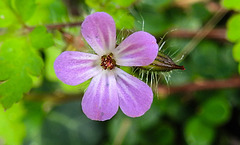 20230714 1945CPw [D~LIP] Stinkender Storschnabel (Geranium robertianum agg), Bad Salzuflen