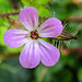 20230714 1945CPw [D~LIP] Stinkender Storschnabel (Geranium robertianum agg), Bad Salzuflen