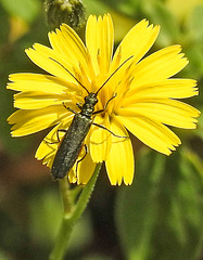 20230726 3183CPw [D~LIP] Grünlicher Scheinbockkäfer (Oedemera lurida), BS