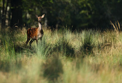 biche  (Seine & Marne)