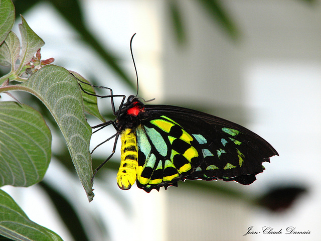 Papillon jaune