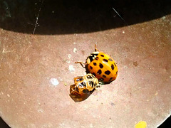 Marienkäfer mit seiner Puppe