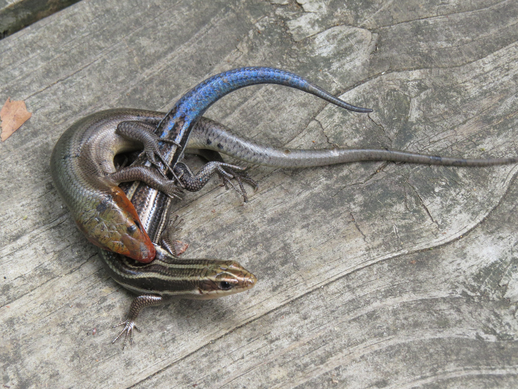 Skink sex