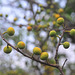 20140506-6910 Ficus exasperata Vahl