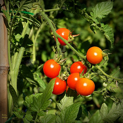 Mes petites tomates cerises BIO.. du semi...jusqu'à la bouche
