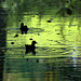 Bathing Birdies!