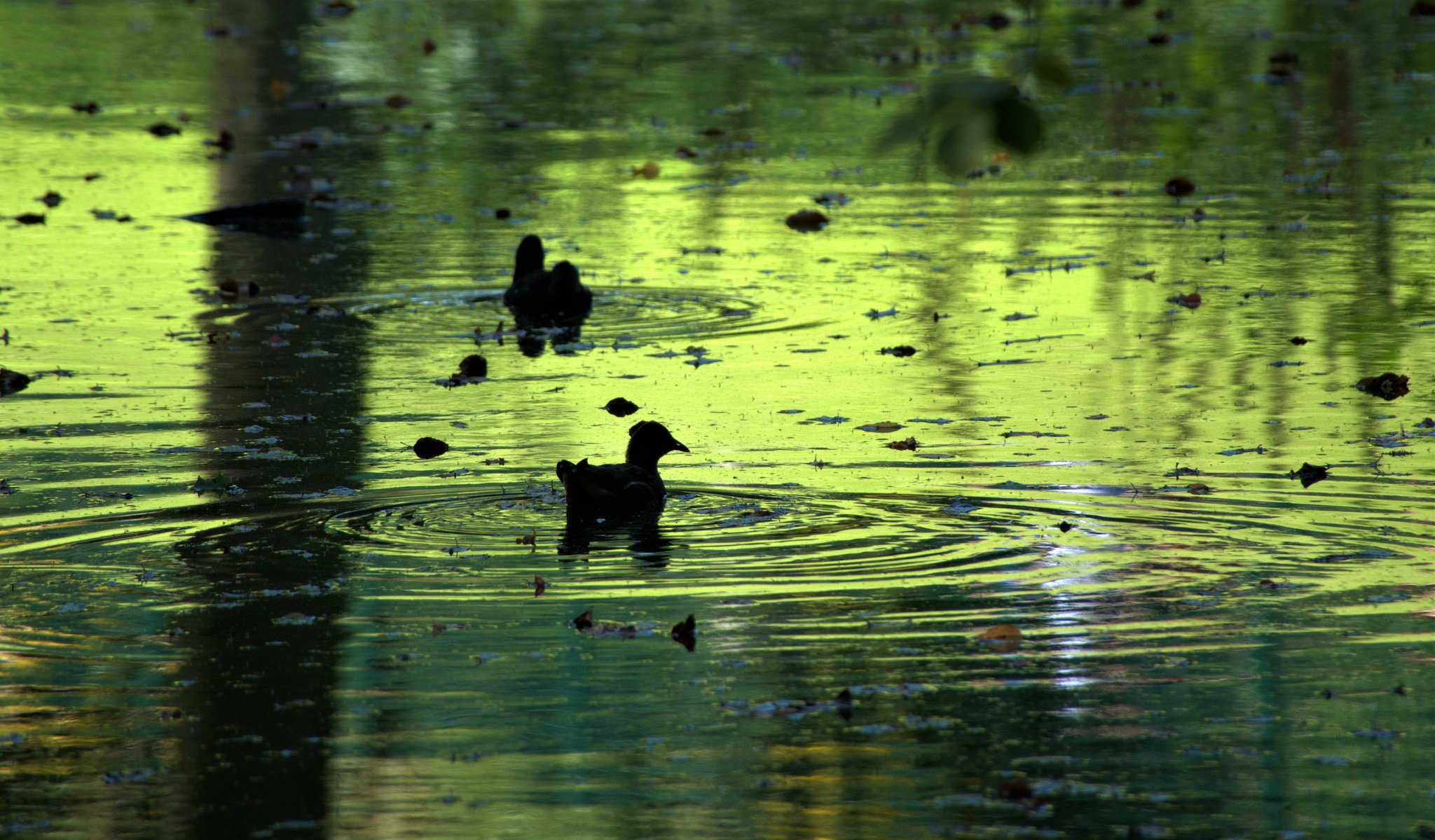 Bathing Birdies!