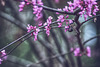Redbud Branches with Bee
