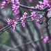 Redbud Branches with Bee
