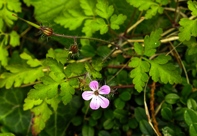 20230714 1946CPw [D~LIP] Stinkender Storschnabel (Geranium robertianum agg), Bad Salzuflen