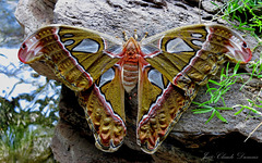 Papillons de nuit