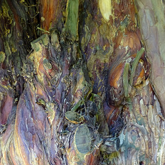 Jewel Colours in a Pruned  Yew