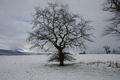 L'arbre à tutu