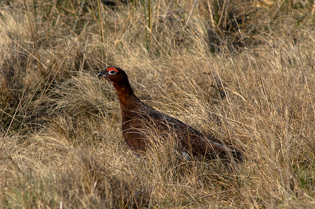 Red Grouse