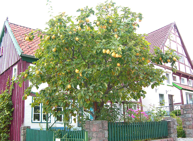 Quittenbaum in Lauenburg