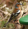 Chaffinch