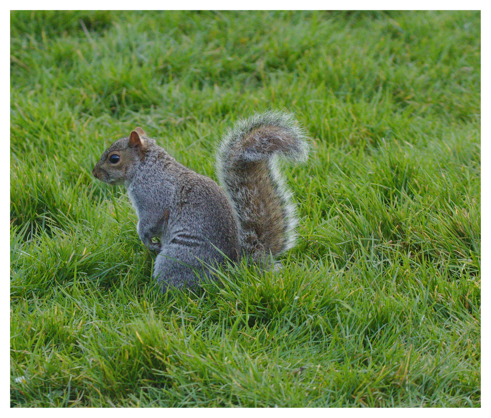 EF7A2094 Grey Squirrel