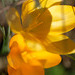 DSCF3741