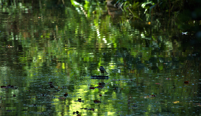 Bathing Birdies!