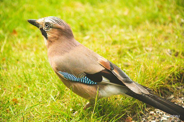 Eurasian Jay