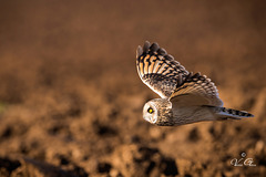 Hibou des marais