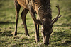 20240327_benneckenstein_wanderung (d800)