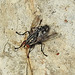 20230714 1947CPw [D~LIP] Graue Fleischfliege (Sarcophaga carnaria), Bad Salzuflen