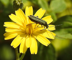 20230726 3186CPw [D~LIP] Grünlicher Scheinbockkäfer (Oedemera lurida), BS