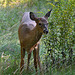 Young_Deer_DSC 9234 1