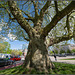 Alte Platane am Johannes-Brahms-Platz