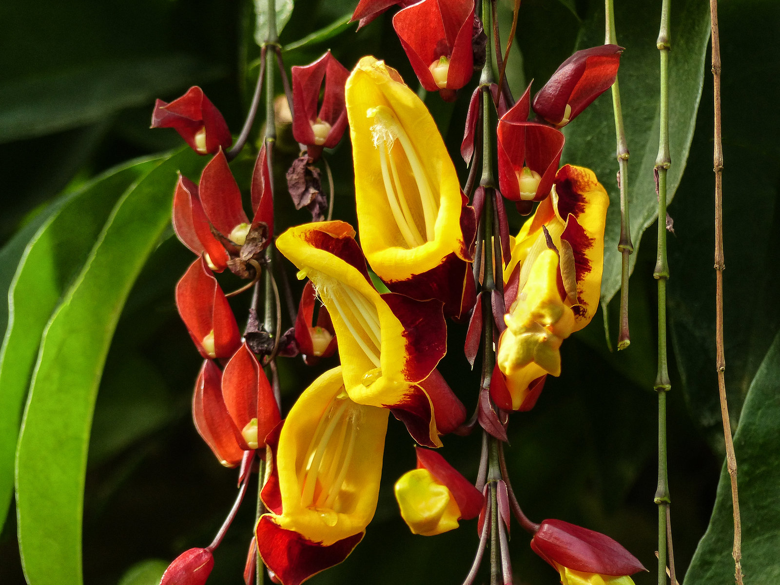 Indian Clock Vine / Thunbergia mysorensis