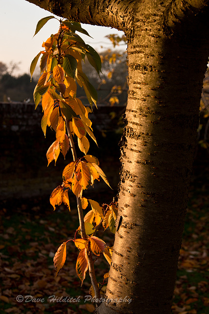 Evening Light