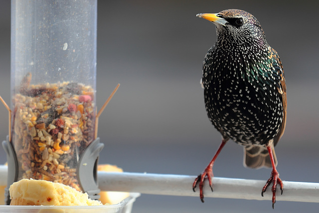 IMG 0208 Starling dpp