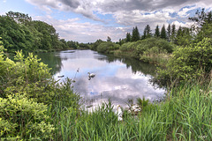 Hidden swan nest ++ Verborgenes Nest ++ Reutberg