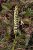 Spiranthes cernua (Nodding Ladies'-tresses orchid) with Bombus species (Bumble bee)