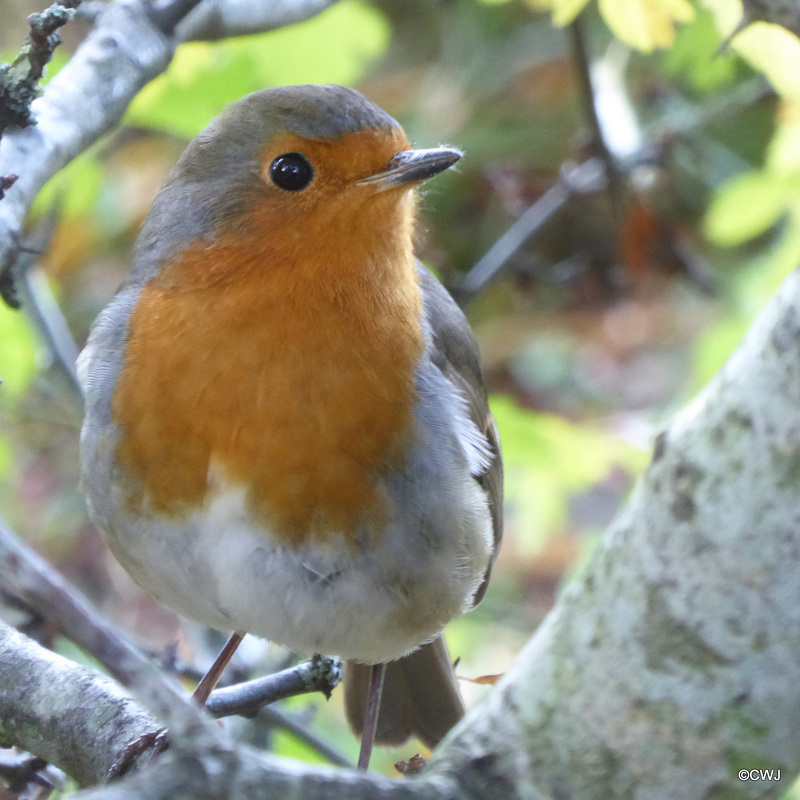 The (aspiring) Hero of the Hawthorn Hedgerow! He is growing braver by the day - coming to within a foot of me, but still without sufficient confidence to eat from my outstretched hand!