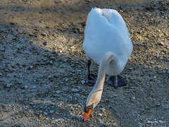 Schwan durchsucht das Kies-bett nach Nahrung