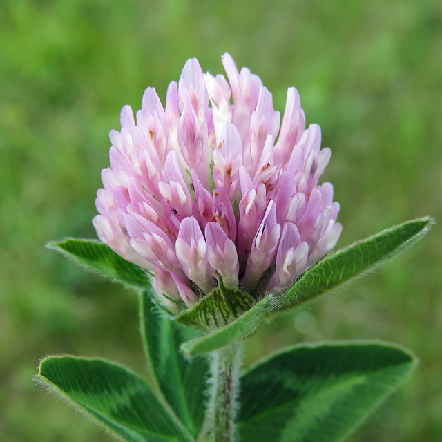 Red Clover