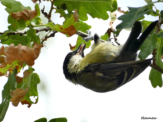 Mésange charbonnière