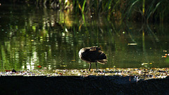 Bathing Birdies!