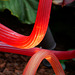 Chihuly Glass Sculpture (H.A.N.W.E.)