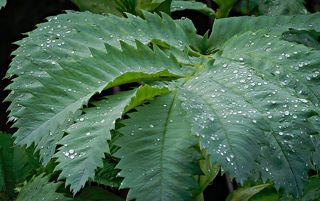 Droplets on serrated leaves