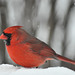 cardinal snow DSC 8331