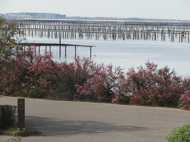 40-Bouzigues-Etang de Thau