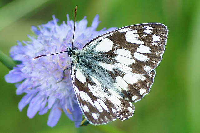 Schachbrettfalter auf Witwenblume