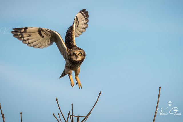 Hibou des marais