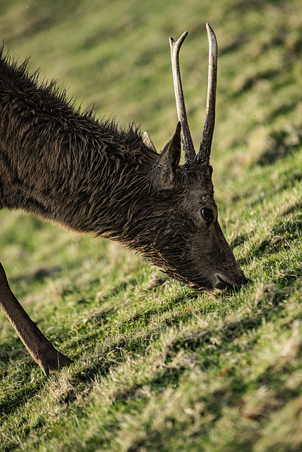 20240327_benneckenstein_wanderung (d800)