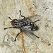 20230714 1948CPw [D~LIP] Graue Fleischfliege (Sarcophaga carnaria), Bad Salzuflen
