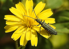 20230726 3189CPw [D~LIP] Grünlicher Scheinbockkäfer (Oedemera lurida), BS