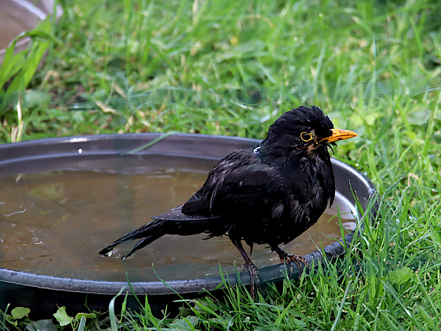 Merle sorti du bain